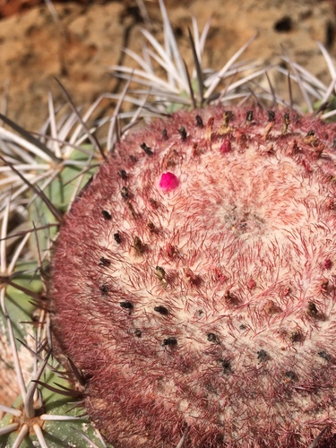 Melocactus pachyacanthus