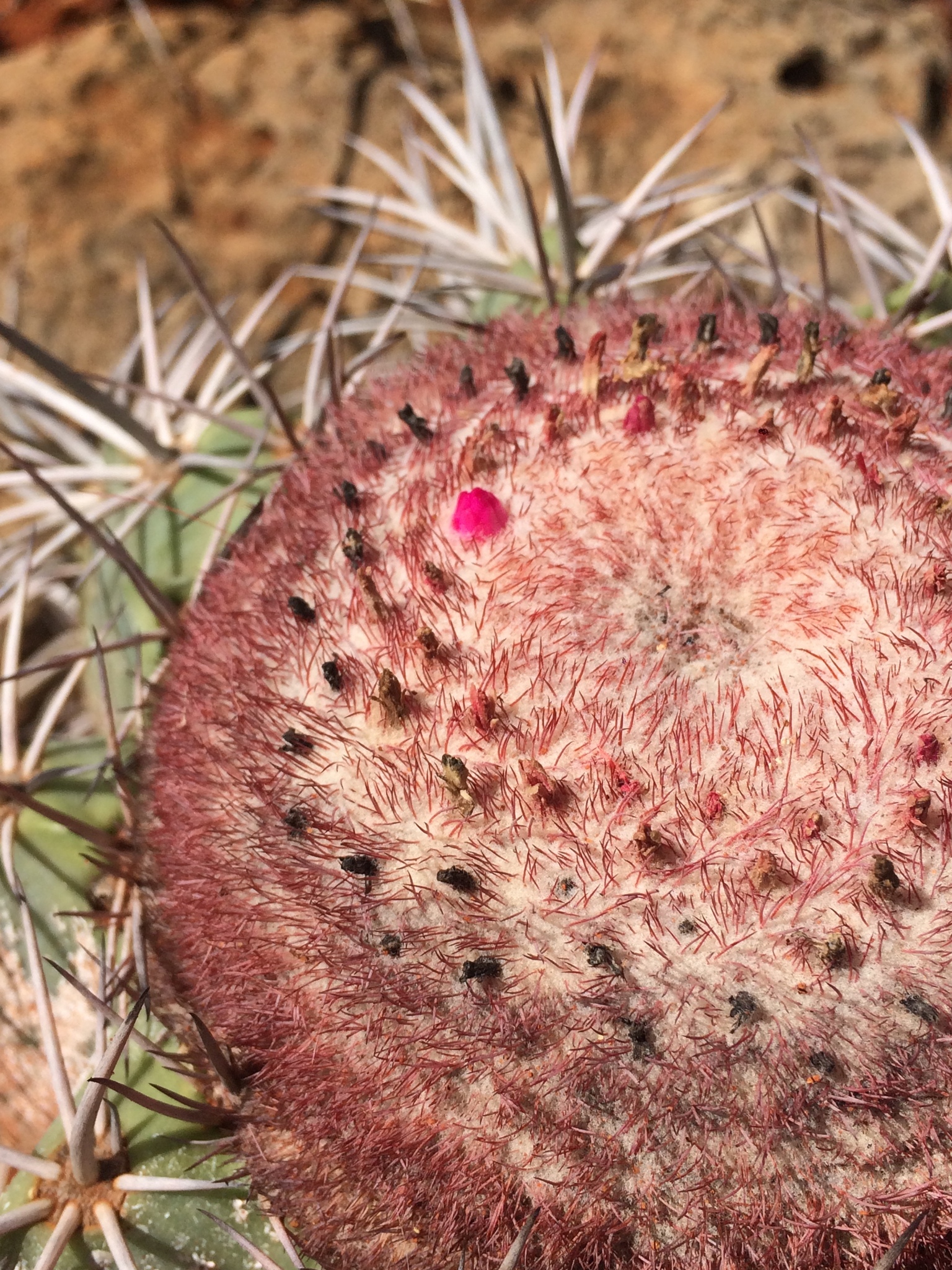 Melocactus pachyacanthus