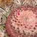 Melocactus pachyacanthus - Photo (c) Ben P,  זכויות יוצרים חלקיות (CC BY), הועלה על ידי Ben P
