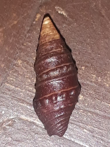 Pilsbryspira aterrima observed 2023-07-08