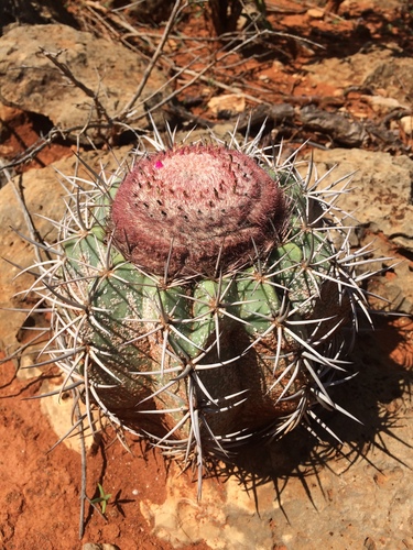 Melocactus pachyacanthus