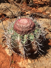 Melocactus