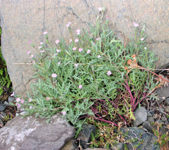 Chaenactis thompsonii