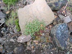 Chaenactis thompsonii