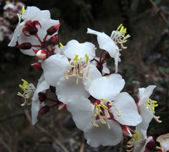 Heterocentron subtriplinervium