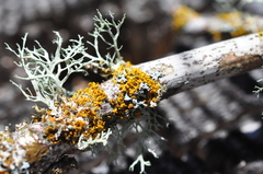 Physcia alnophila