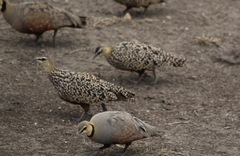 Pterocles gutturalis