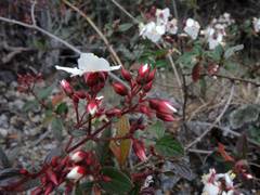 Heterocentron subtriplinervium