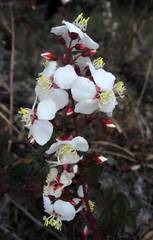 Heterocentron subtriplinervium