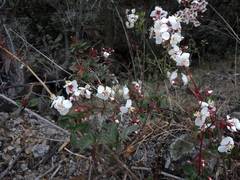 Heterocentron subtriplinervium