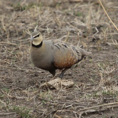 Pterocles gutturalis