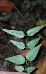 Jasminum nervosum