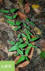 Jasminum nervosum