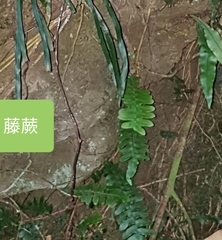 Arthropteris palisotii