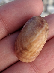 Crepidula fornicata image