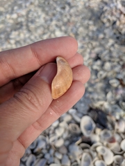 Crepidula fornicata image