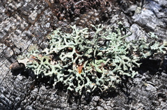 Hypogymnia inactiva