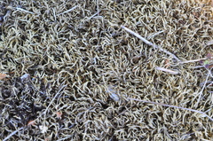 Homalothecium arenarium