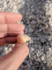 Crepidula fornicata image