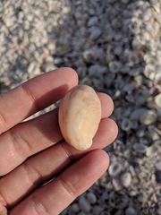 Crepidula fornicata image