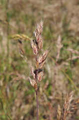 Bromus secalinus
