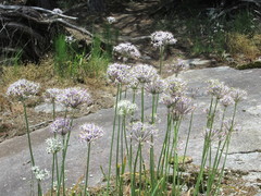 Allium keeverae