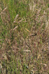 Bromus secalinus