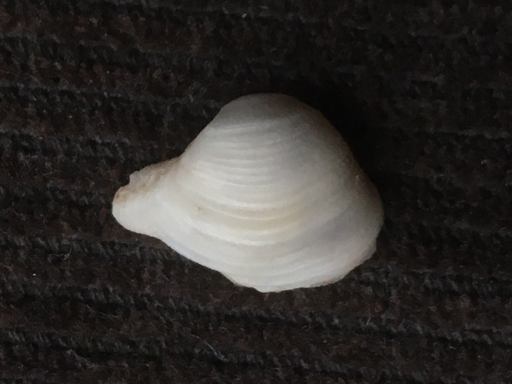 Corbula patagonica