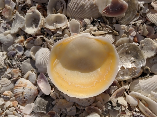 Anodontia alba