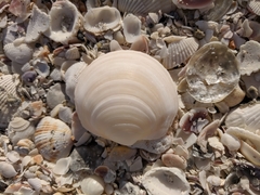Anodontia alba