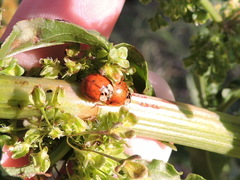 Harmonia axyridis