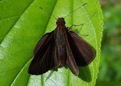 Miltomiges cinnamomea