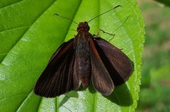 Miltomiges cinnamomea