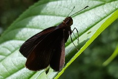 Miltomiges cinnamomea