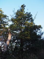 Ilex pedunculosa