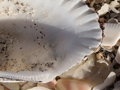 Anadara secticostata