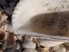 Anadara secticostata