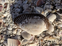 Anadara secticostata