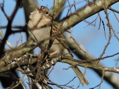 Spizella passerina