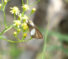 Coeliades forestan forestan