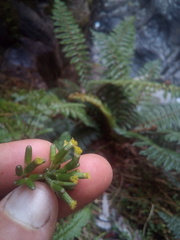 Senecio wairauensis