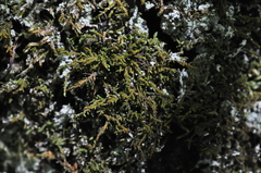 Claopodium crispifolium