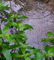 Hygrophila pogonocalyx