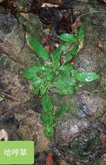 Staurogyne concinnula