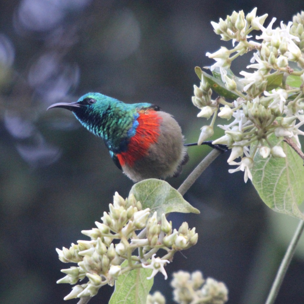 Eastern Double-Collared Sunbird