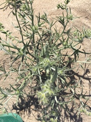 Johnstonella costata