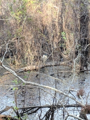 Nycticorax nycticorax image