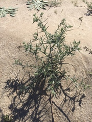 Johnstonella costata