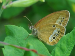 Coenonympha oedippus
