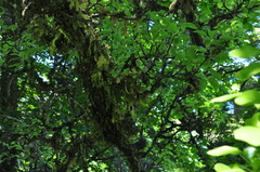 Lobaria pulmonaria